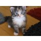 Maine Coon - Katze