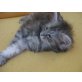 Maine Coon - Katze