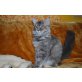 Maine Coon - Katze