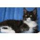 Maine Coon - Katze