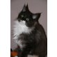 Maine Coon - Katze