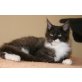 Maine Coon - Katze