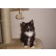 Maine Coon - Katze