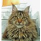 Maine Coon - Katze