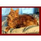 Maine Coon - Katze
