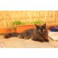 Maine Coon - Katze