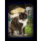 Maine Coon - Katze
