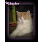 Maine Coon - Katze