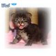 Maine Coon - Katze