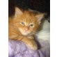 Maine Coon - Katze