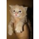 Maine Coon - Katze