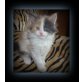 Maine Coon - Katze