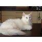 Maine Coon - Katze