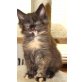 Maine Coon - Katze