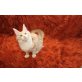 Maine Coon Katze mit Stammbaum, Maine Coon - Katze