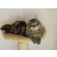 Maine Coon Katzen aus seriöser Hobbyzucht, Maine Coon - Kater