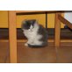 Maine Coon Kitten Elvis, Maine Coon - Kater