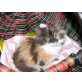 Maine Coon Kitten Emma, Maine Coon - Katze