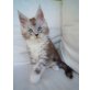 Maine Coon Kitten MIT Stammbaum, Maine Coon - Kater