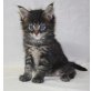 Maine Coon Kitten , Maine Coon - Kater