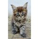 Maine Coon Kitten, Maine Coon - Kater