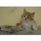 Maine Coon Kitten, Maine Coon - Kater
