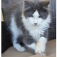 Maine Coon Kitten, Maine Coon - Kater