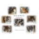 Maine Coon Kitten, Maine Coon - Kater