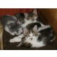 Maine Coon Kitten, Maine Coon - Katze