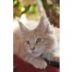 Maine Coon Kitten XXL, Maine Coon - Kater