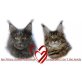 Maine Coon Kitten mit AMERIKANISCHEN Vorfahre, Maine Coon - Kater