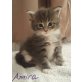 Maine Coon Kitten mit Stammbaum, Maine Coon - Katze