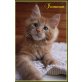 Maine Coon Kitten of Dantes Peak, Maine Coon - Kater