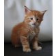 Maine Coon Kittens, Maine Coon - Kater