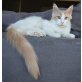 Maine Coon Kittens, Maine Coon - Kater