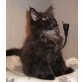 Maine Coon Kuschelbärchen 'Kimba', Maine Coon - Katze