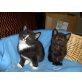 Maine Coon - MIX - Kater