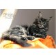 Maine Coon Mädchen 'Esperanza' , Maine Coon - Katze