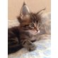 Maine Coon Mädchen 'Fly', Maine Coon - Katze