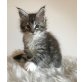 Maine Coon Mädchen, Maine Coon - Katze