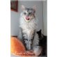 Maine Coon Mädchen, Maine Coon - Katze
