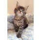Maine Coon Mädchen 'Sugar', Maine Coon - Katze