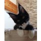 **Maine Coon Mädel mit riesen Ohren**, Maine Coon - Katze