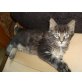 Maine Coon, Maine Coon - Kater