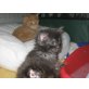 Maine Coon, Maine Coon - Kater
