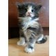 Maine Coon, Maine Coon - Katze