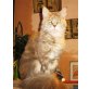 Maine Coon, Maine Coon - Katze