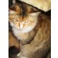 Maine Coon, Maine Coon - Katze