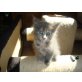 Maine Coon, Maine Coon - Katze