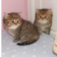 Maine Coon, Maine Coon - Katze